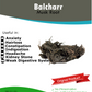Balcharr (Musk Root)