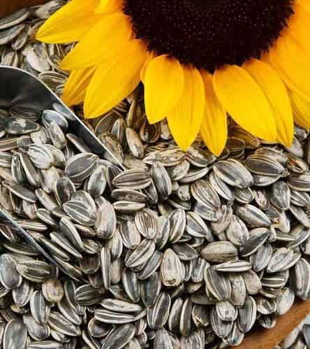 Sunflower Seeds - Suraj Mukhi Beej - Fresh and Best For Eating
