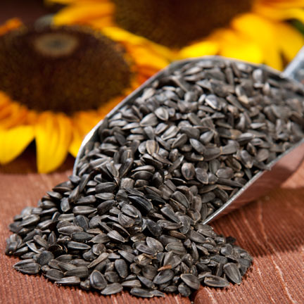 Sunflower Black Seeds for Budgies Cocktail Fisher & Small Parrots